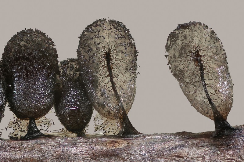 Meriderma echinulatum