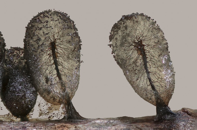 Meriderma echinulatum