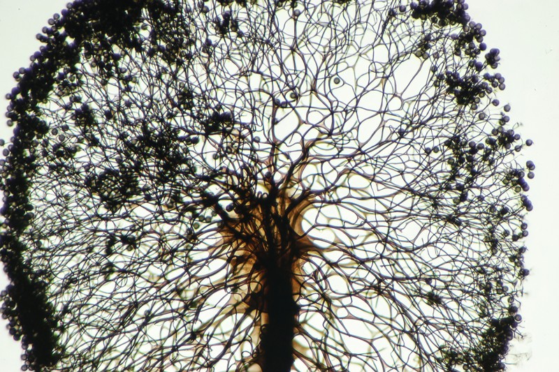 Meriderma echinulatum