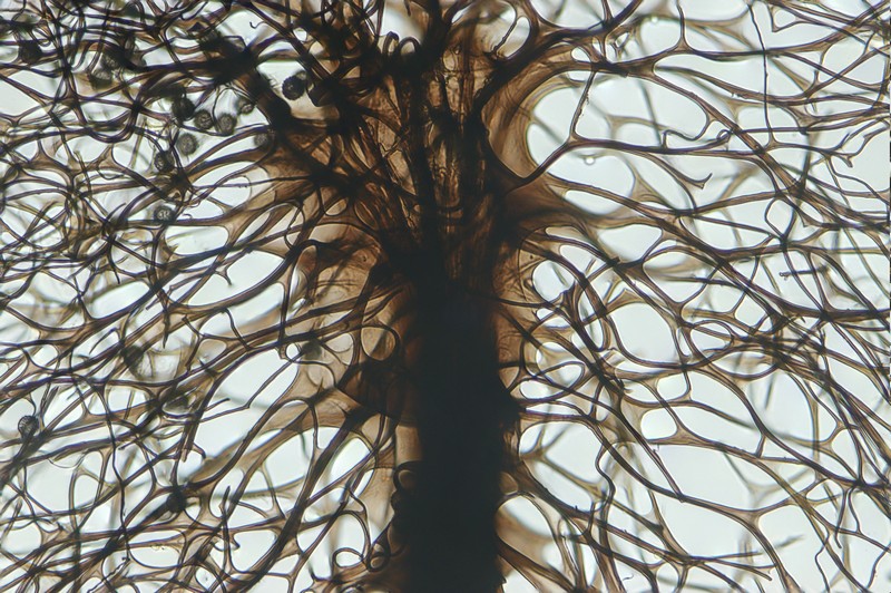 Meriderma echinulatum