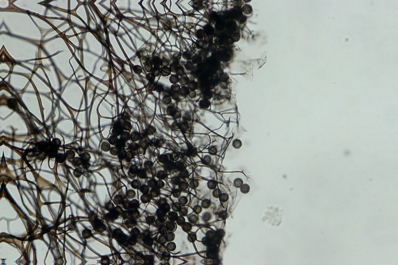 Meriderma echinulatum