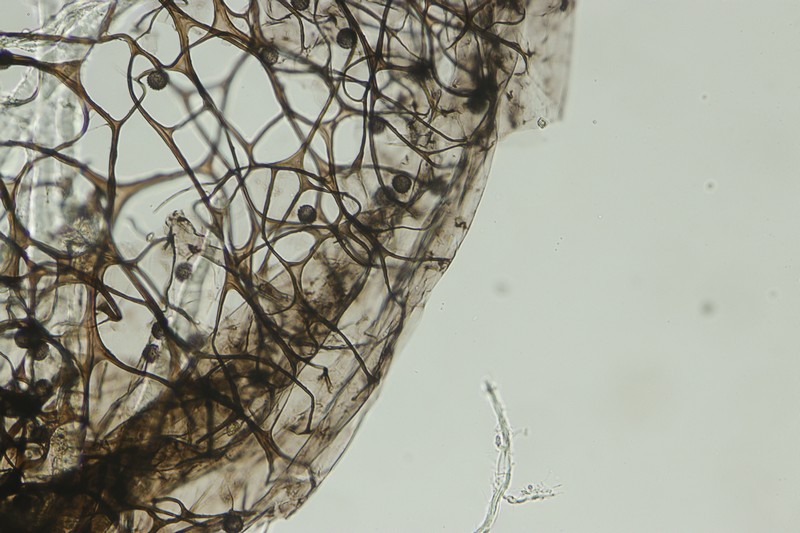 Meriderma echinulatum