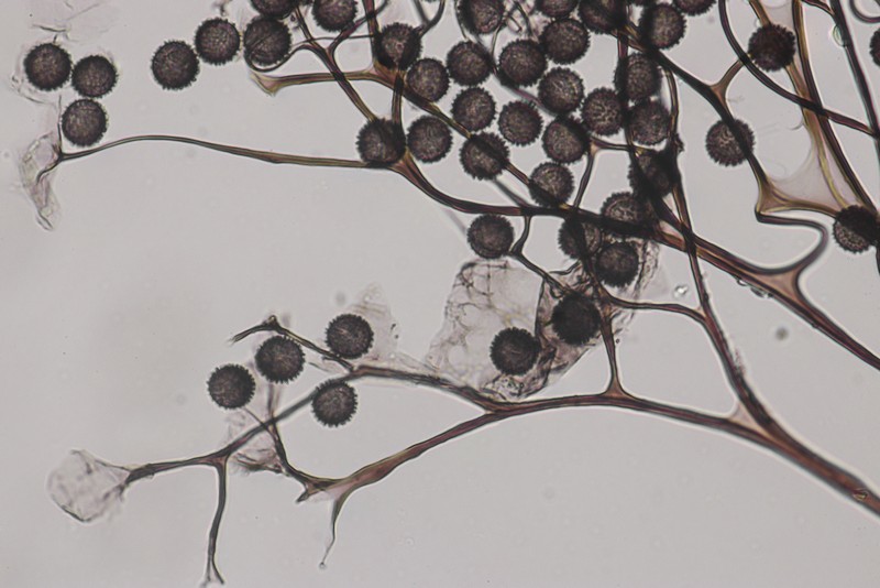 Meriderma echinulatum
