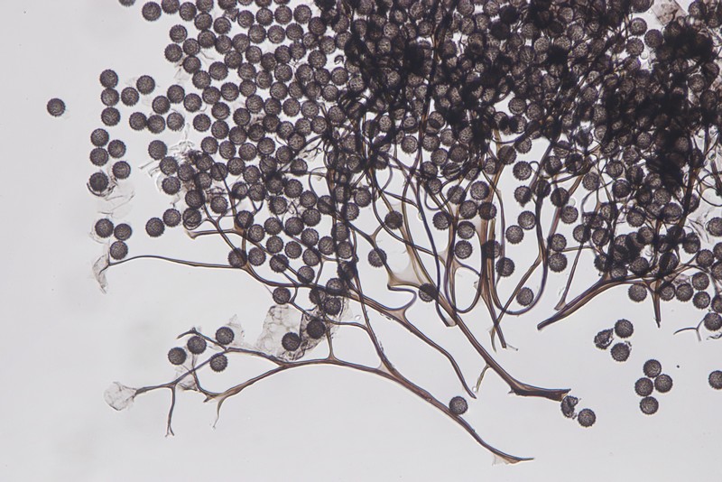 Meriderma echinulatum