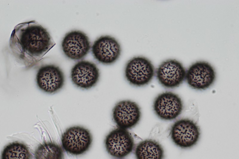 Meriderma echinulatum