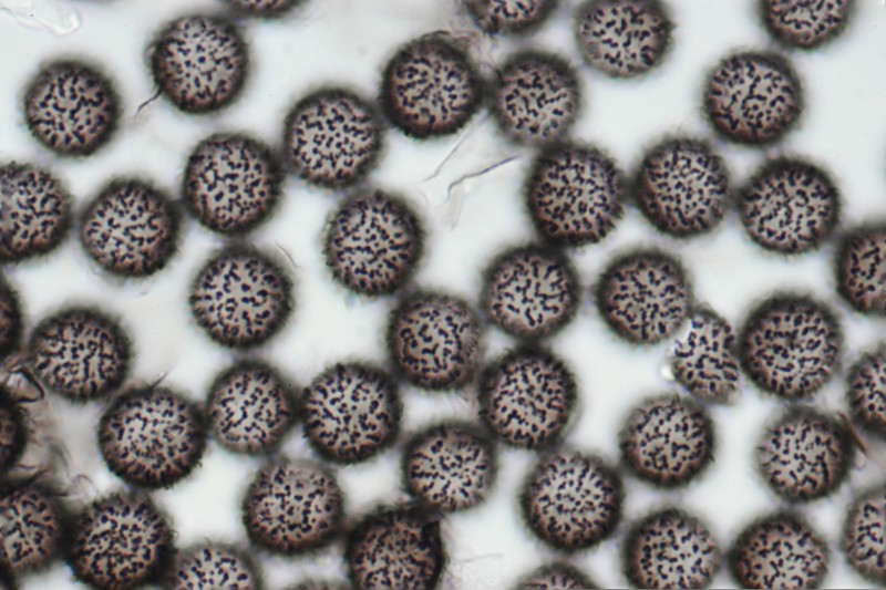 Meriderma echinulatum