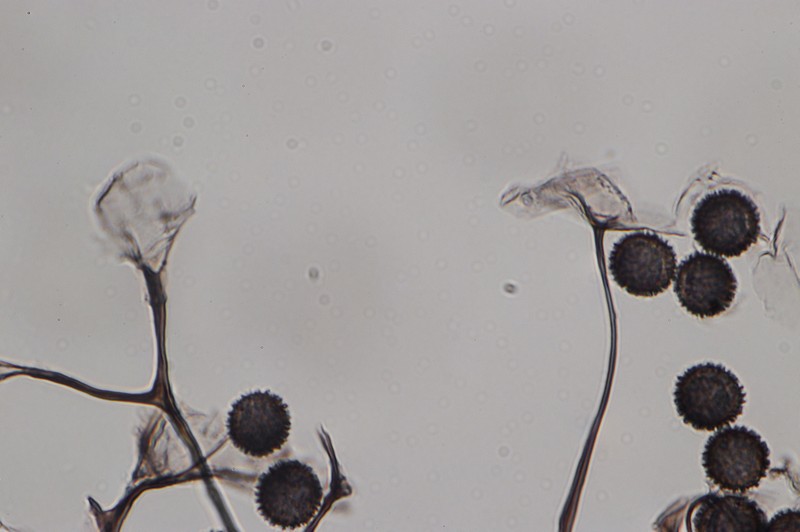 Meriderma echinulatum