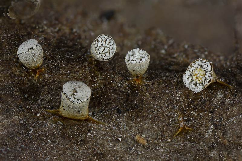 Craterium aureonucleatum