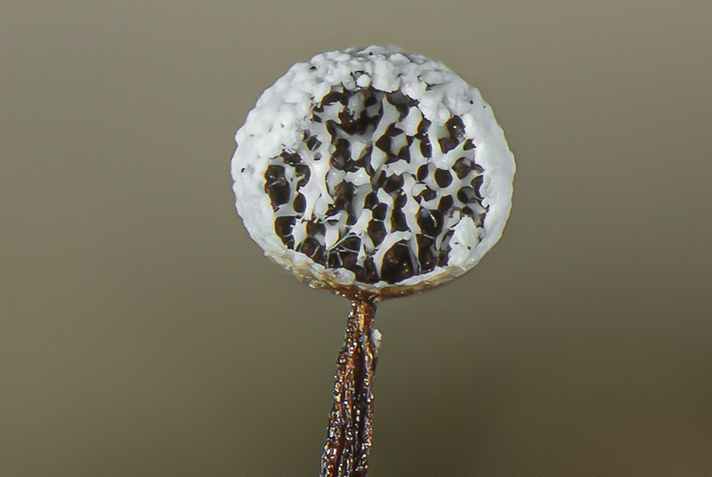 Physarum pusillum