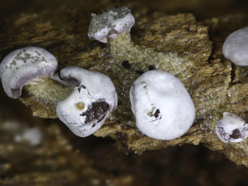 Diderma hemisphaericum