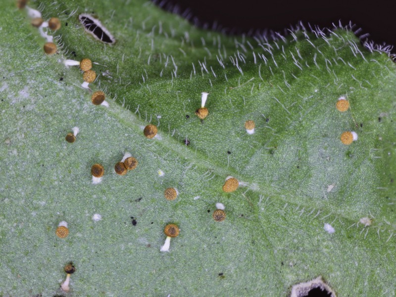 Physarum  melleum