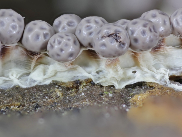 Lepidoderma sp.