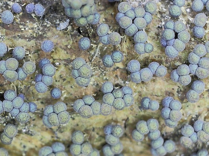 Badhamia foliicola??