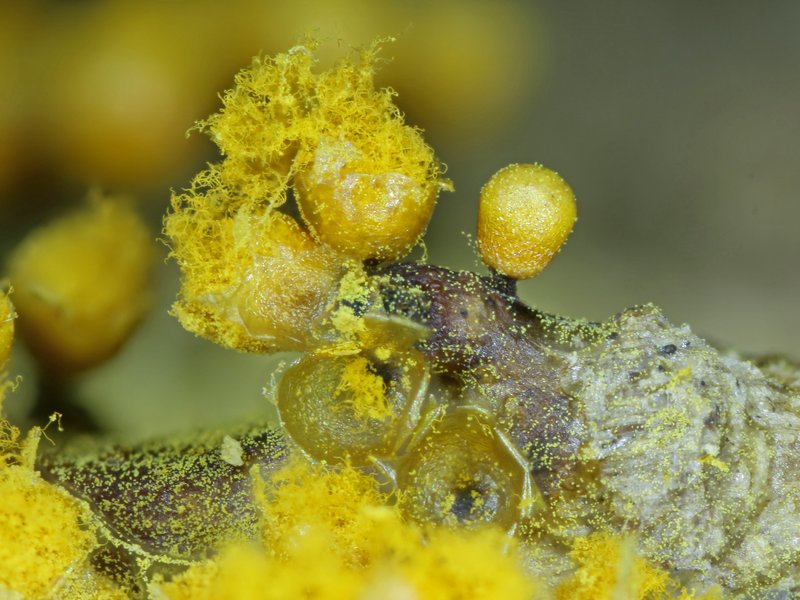 Escursione Monte Baldo 2