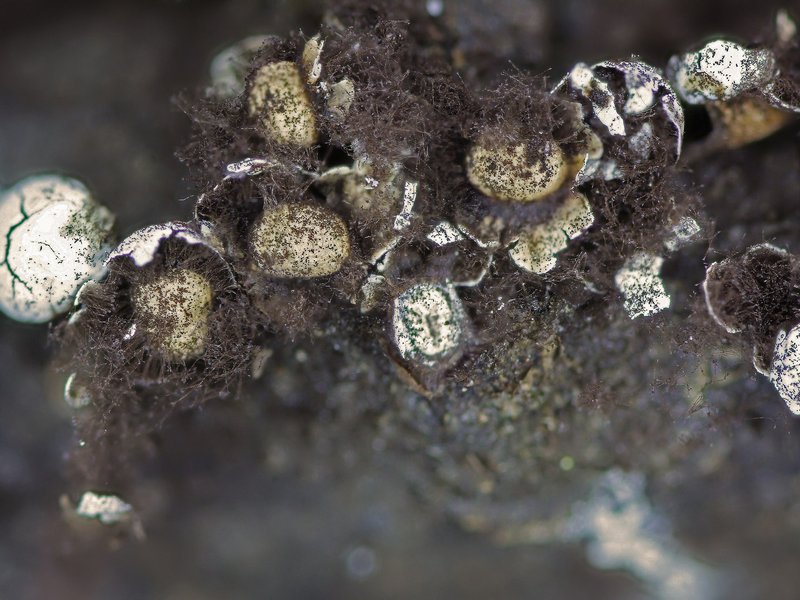 Escursione Monte Baldo 4