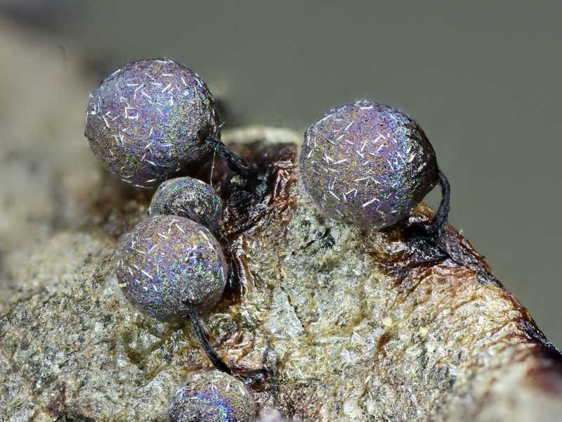 Lamproderma arcyrioides??