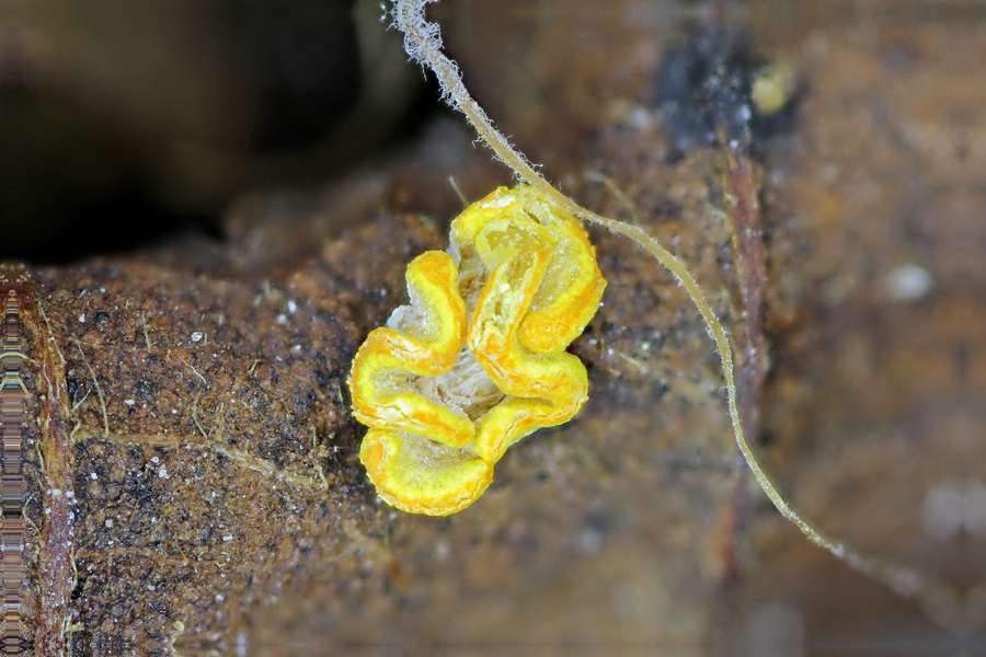 Physarum superbum ??