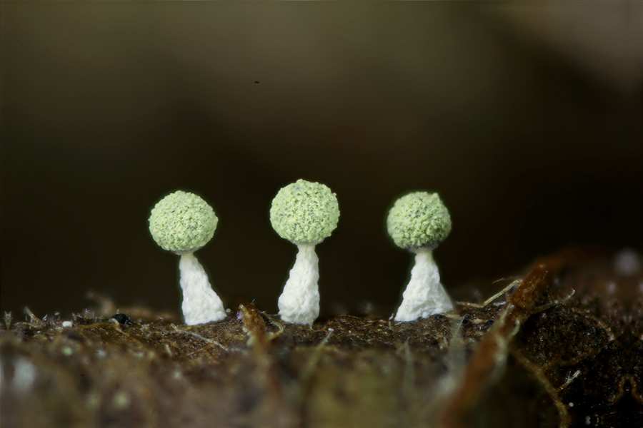 Physarum melleum f. luteum