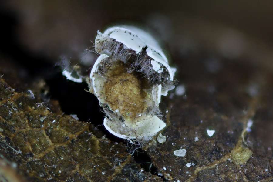 Physarum cinereum???