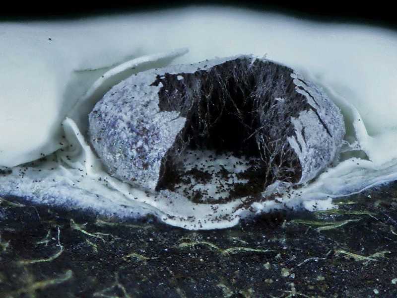 Diderma globosum var. europaeum