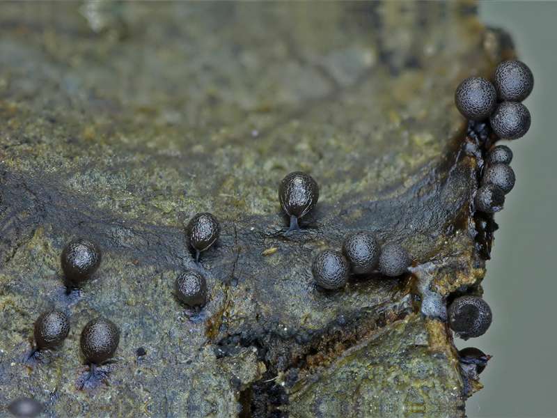 Lamproderma echinosporum