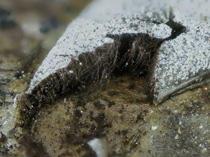 Lepidoderma carestianum