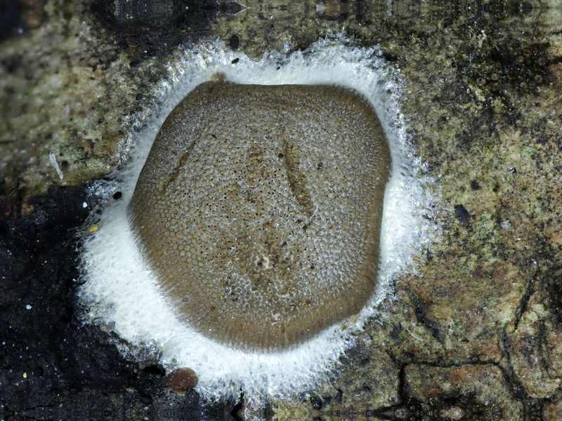 dictydiaethalium plumbeum