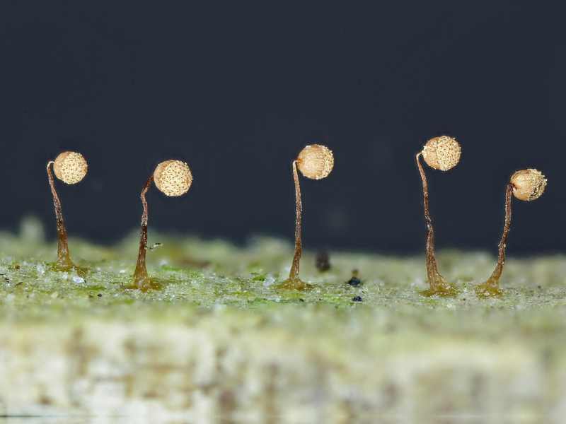 Cribraria (persoonii)??