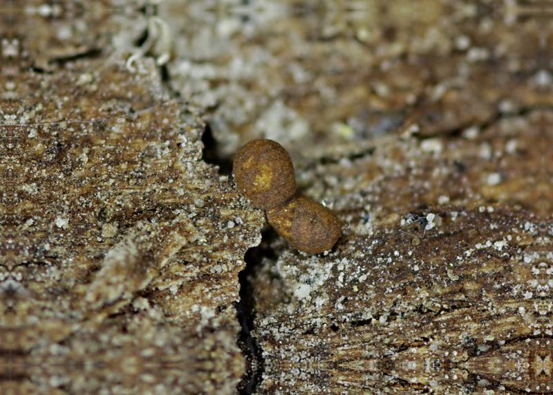 Perichaena vermicularis