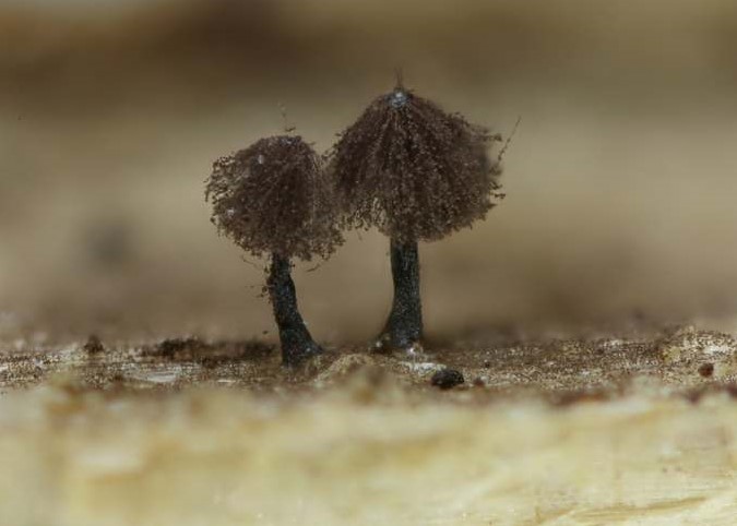 Enerthenema papillatum