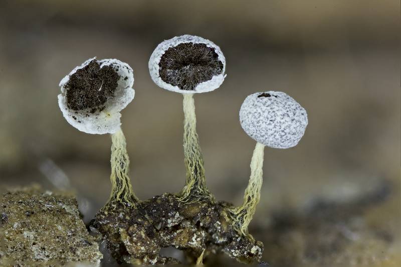 Physarum sp.