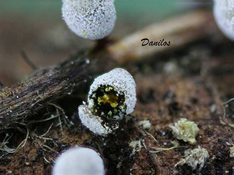 Craterium aureonucleatum