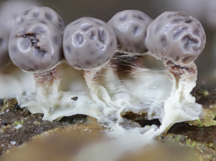 Lepidoderma sp.