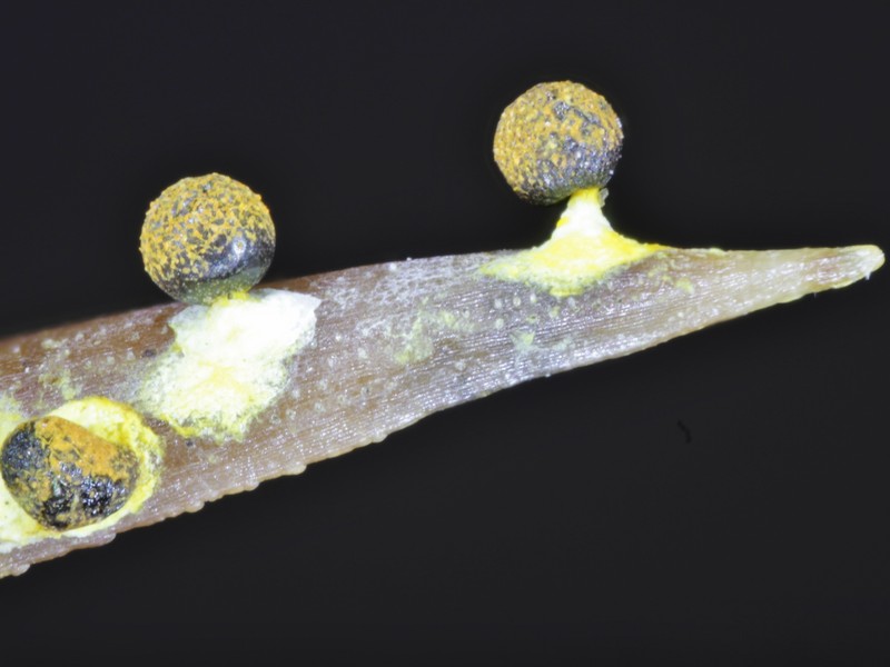 Physarum  melleum