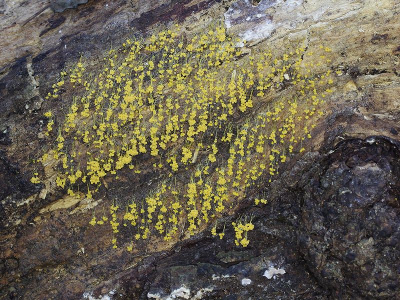 Badhamia utricularis