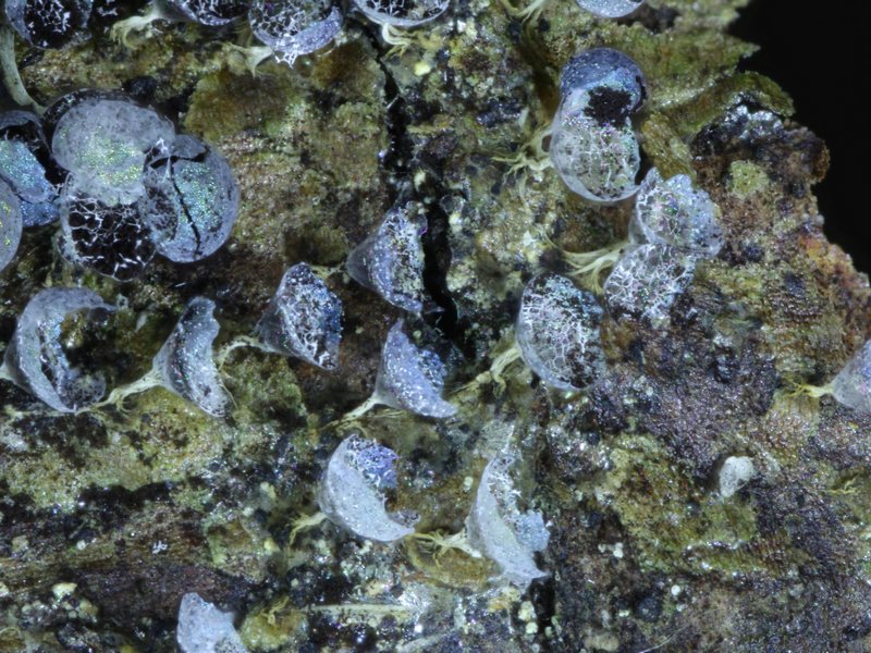 Badhamia foliicola??