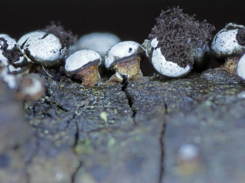 Escursione Monte Baldo 4