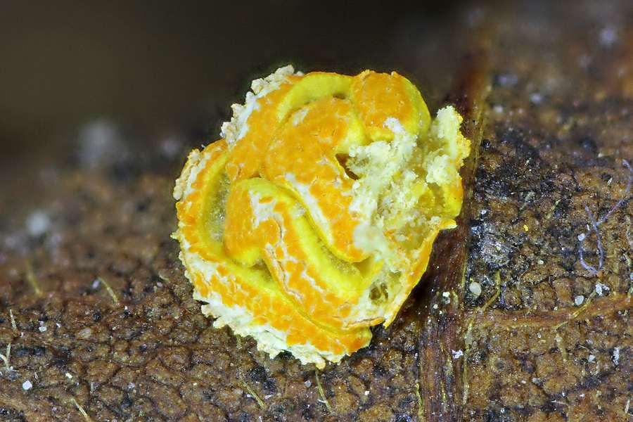 Physarum superbum ??