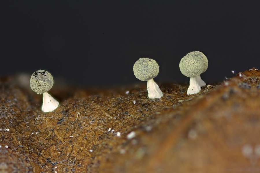 Physarum melleum f. luteum