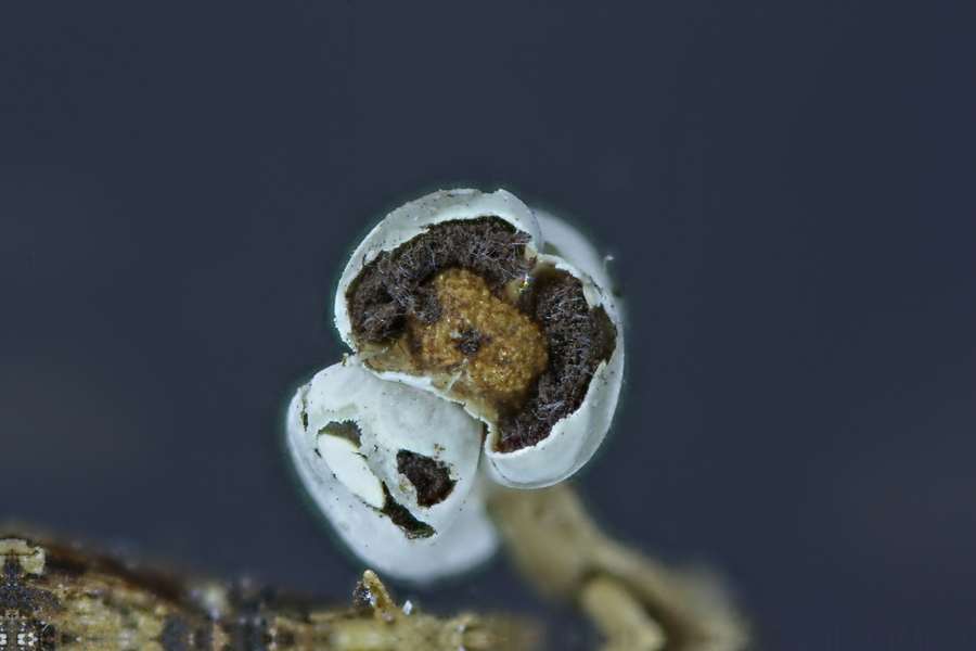 Physarum cinereum???