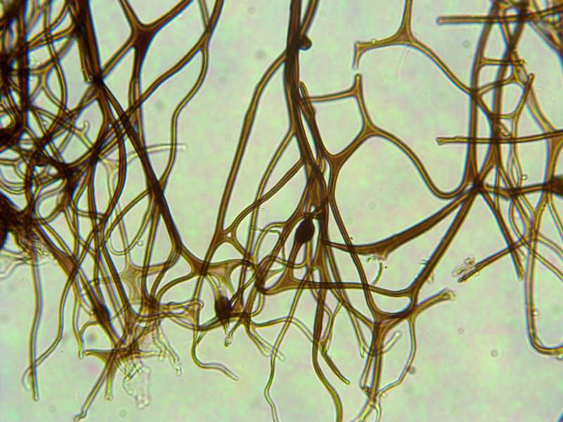 Lamproderma echinosporum