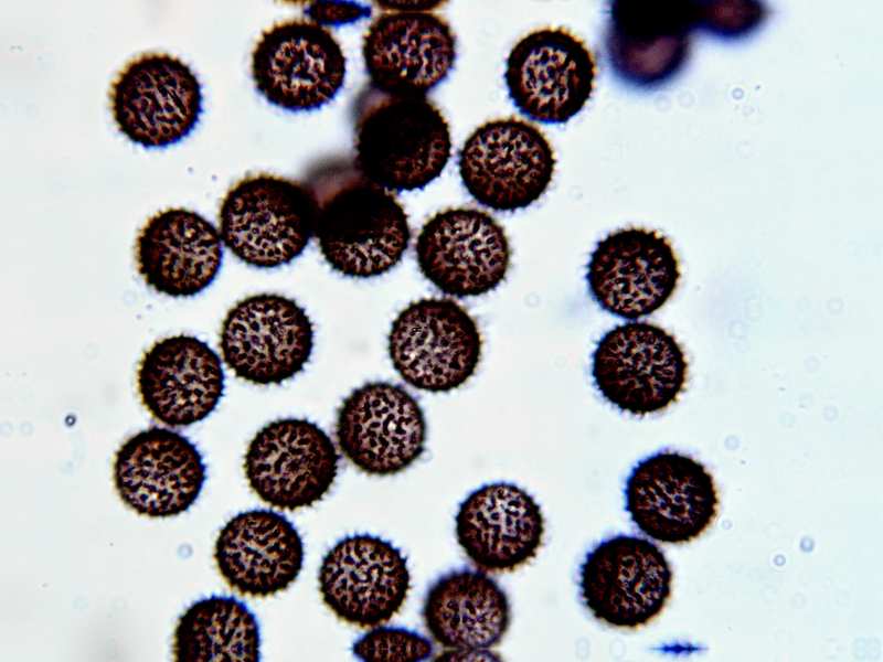 Meriderma carestiae