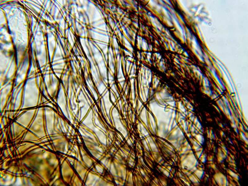 Lepidoderma carestianum