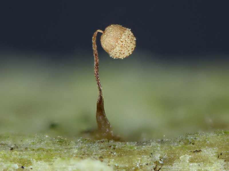 Cribraria (persoonii)??