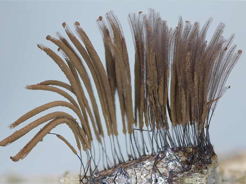 Stemonitis herbatica??
