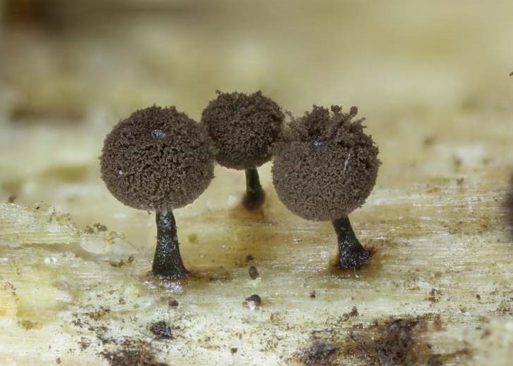 Enerthenema papillatum