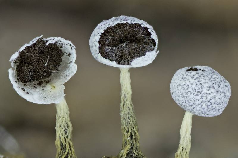 Physarum sp.