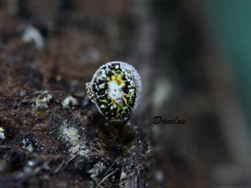 Craterium aureonucleatum