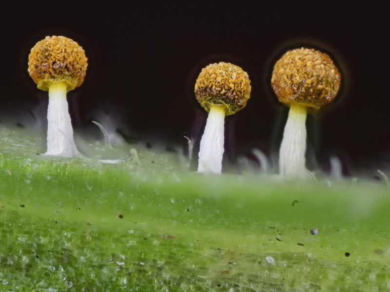Physarum  melleum