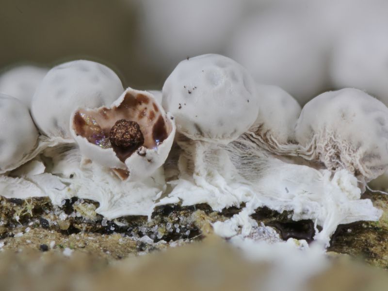 Lepidoderma sp.
